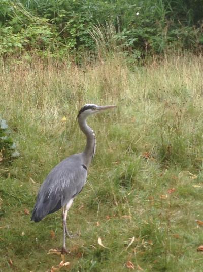 ロンドンを歩く。(3.1) 今日のアサイチはRegent's Park。早朝からあいているのは公園です。