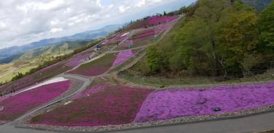 テレビを見たから芝桜