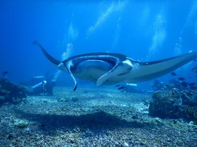 世界遺産コモドの海でのアドバンスダイバー講習