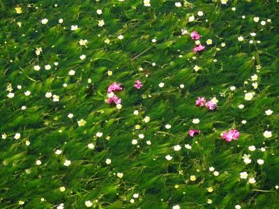 梅花藻を見に醒ヶ井宿へ行きました