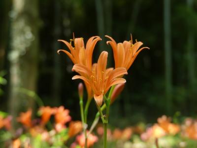 「みかも山公園」のキツネノカミソリ_2019_咲き揃っていますが、見頃は過ぎたようです（栃木県・岩舟町）