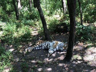 ウラジオストク家族旅行②（子連れ）【タクシーアプリ、プリモルスキーサファリパーク、鷲ノ巣展望台など】