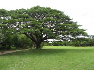 HuaHin 雨期 Enjoy/タイで初めてのコース【ROYAL Hua Hin Golf Course 】8月/2019