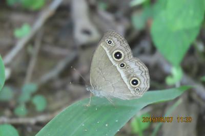 森のさんぽ道で見られた蝶(３４)ヒメジャノメ、ルリタテハ、イチモンジチョウ、アカボシゴマダラその他