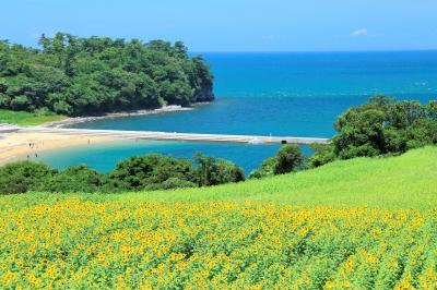 真夏の大分＆熊本旅行　（3） 海とヒマワリが織りなす絶景 長崎鼻