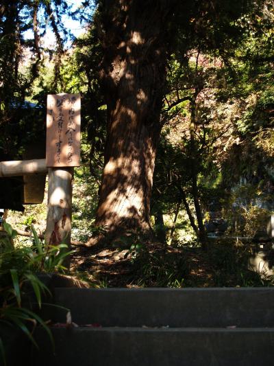 鎌倉浄光明寺のビャクシン