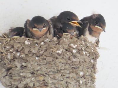 晴れおじさん「ちょっとそこまで」探鳥日記 (宮城県・七ヶ宿)