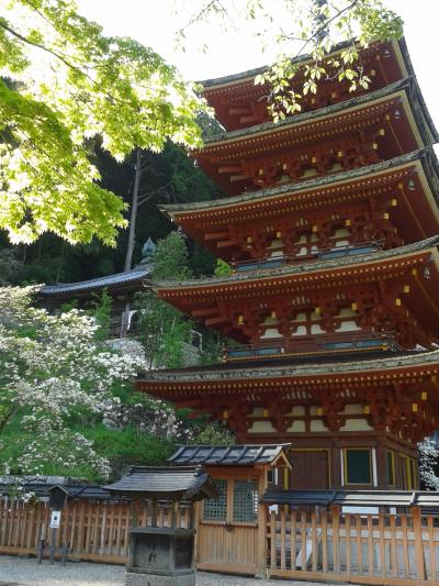 陽春の奈良観光③長谷寺～春日大社