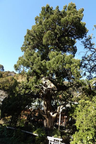 鎌倉壽福寺のビャクシン