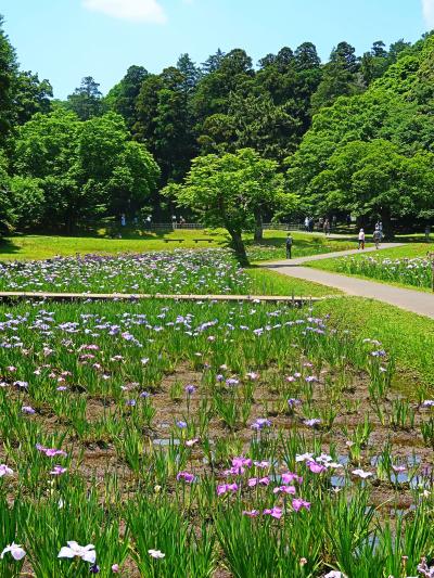 佐倉城址公園-4　菖蒲園・姥が池・旧陸軍訓練階段　花々咲いて　☆歴史を物語る遺構も