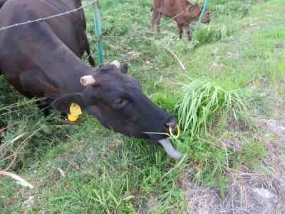 お母さん牛の牛タンは、カメレオンのように長かった♪首はキリンよりも長かった♪赤ちゃん牛はびびってた♪2019年７月八重山・黒島８泊９日６２