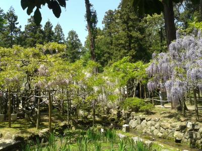 陽春の奈良観光⑤萬葉植物園