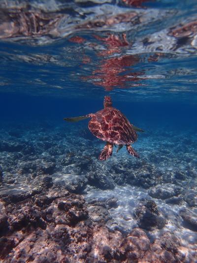 NAMY家の夏休み　2019　②　今年は平穏なバカンスが過ごせるGILI TRAWANGAN 