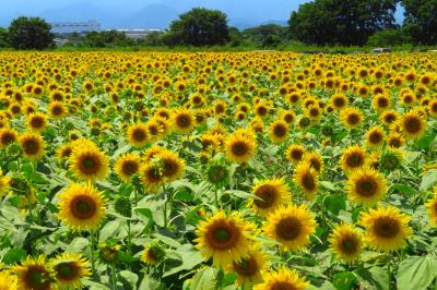 旅する幼児 ~座間のひまわりを見に行く~