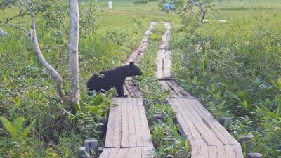 熊と遭遇した尾瀬・至仏山