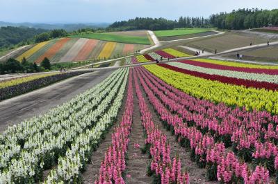 北海道の花旅　富良野・美瑛 【2泊3日3日目】