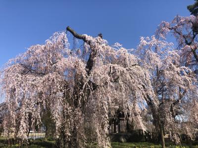 諏訪山安養寺の枝垂桜