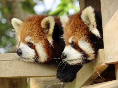 八木山動物公園  大きくなったねユズ君＆ナツメちゃん！！ お籠り明けのスモモちゃんに会えなかったのが残念でした