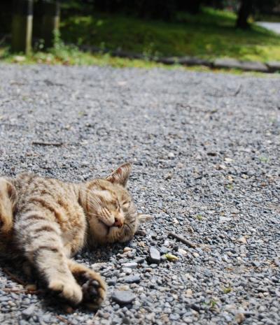 ☆下町で会った猫☆