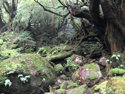 屋久島 2019夏！②