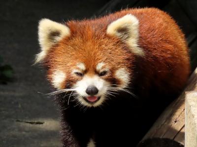 大森山動物園　楽しい仲良し母子のリンゴの争奪！！ 通常＆ナイターのまんまタイムを満喫しました