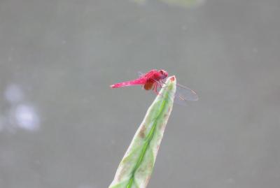 2019初夏、鶴舞公園と古墳(4完)：赤とんぼ、胡蝶ケ池、奏楽堂、噴水塔、バラ園、市公会堂