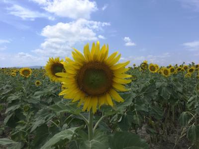 岡山☆笠岡ベイファームのひまわり