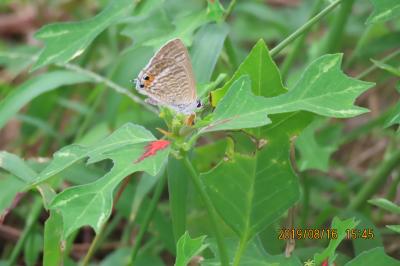 森のさんぽ道で見られた蝶(38)ウラナミシジミ、ムラサキシジミ、ルリシジミ、ツマグロヒョウモン等