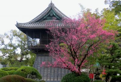 2019春、建中寺と徳川園の早春(2)：建中寺、八重紅梅、白木蓮、秋葉山・養壽院