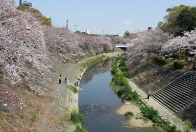 2019春、山崎川の桜(1)：瑞穂運動場、山崎川四季の道、染井吉野、紅八重紅垂桜、ムクドリ