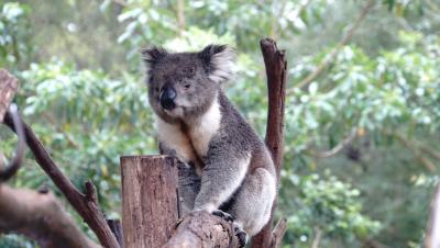 冬のメルボルン旅①　オーストラリア固有種の動物たち＆オーストラリア牛！