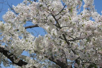 2019春、山崎川の桜(2)：染井吉野、菜の花、紫木蓮、萩山橋、『山崎川四季の道』石碑