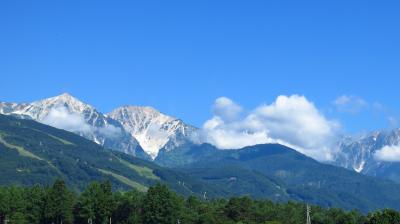 2019夏　白馬の高山植物　その１