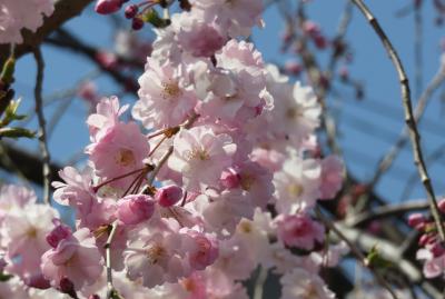 2019春、山崎川の桜(3)：染井吉野、里桜・関山、野鯉、コガモ、セグロセキレイ