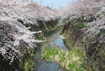 2019春、山崎川の桜(4)：染井吉野の古木、里桜・関山、雪柳、野鯉、かなえ橋