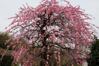 2019春、農業センターの枝垂梅・五分咲(1)：街路樹の枝垂梅、緑顎枝垂、万作、クロッカス