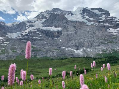2019年6~7月グリンデルワルト⑧クライネ・シャイデック~ヴェンガーアルプ 7/6(土)
