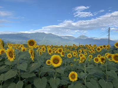 夏の山梨! ひまわり畑とフルーツ公園の旅