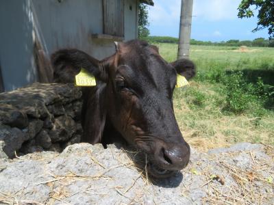 黒島東筋♪ブタ･ヤギ牧場♪食べ疲れてぐっすり寝込んでしまったブタさんを見ていたら食べたくなった♪2019年７月八重山・黒島８泊９日８４