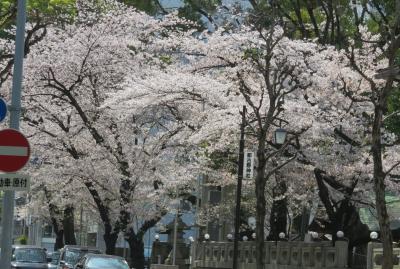 2019春、鶴舞公園から名古屋城への桜探訪(4)：鶴舞公園、名古屋東照宮、那古野神社