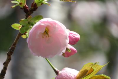 2019春、鶴舞公園から名古屋城への桜探訪(5)：染井吉野、外堀、土塁、石垣、護国神社