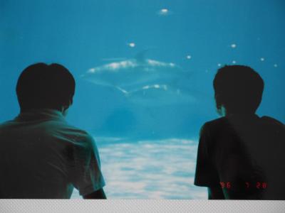 【神奈川・東京】夏の思い出　゜・゜*・茅ヶ崎・七里ヶ浜・稲村ヶ崎・しながわ水族館・横浜中華街・*゜・゜