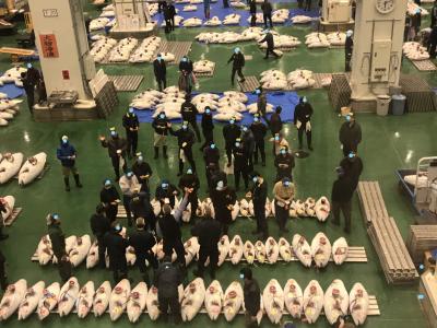 見学！豊洲市場マグロせり