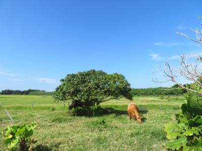 島でたった１頭の黒毛和種では無い褐毛和種のお母さん牛がいた♪たまには、のどかな牧場風景も良いかな♪2019年７月八重山・黒島８泊９日９１