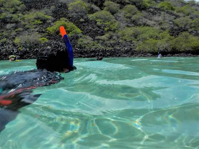 ガラパゴス旅その６　サメまでいた！　ガラパゴスで海の生き物に囲まれる！！！