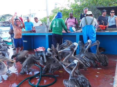 ガラパゴス旅その７　世界一（！？）楽しい魚市場は大賑わい！