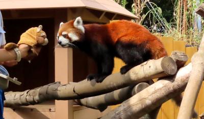 八景島シーパラダイス　進化する放飼場と飼育技術の追求に感銘を受けましたが・・・まさか、朝日君とお別れすることになるなんて・・・