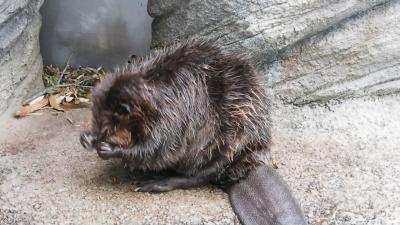 ２０１９年８月 青春１８きっぷのたび その３ うみの杜水族館