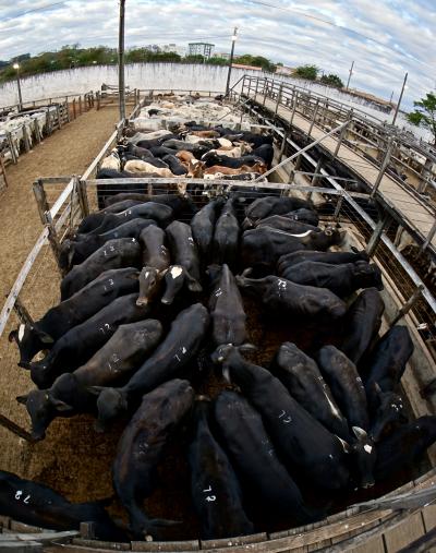 ブラジルの田舎町で「肉牛のオークション」に行ってみた～！#4（Patos de Minas／ミナスジェライス州／ブラジル）