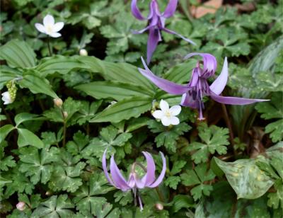 春のお花に会うならこっち！ 裏筑波山 女の川～男の川コースぐるりあるき